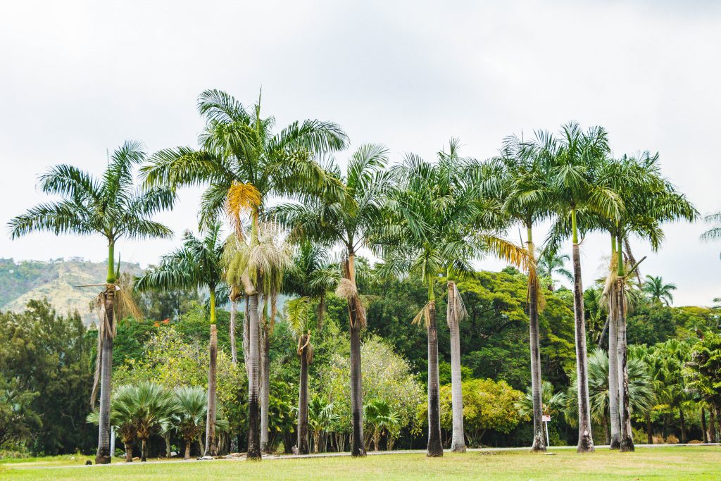 Royal palms lining an avenue at Hope Royal Botanic Gardens