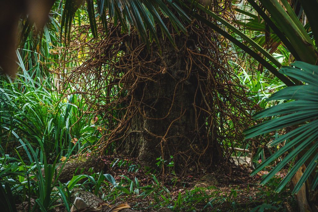 Plant conservation