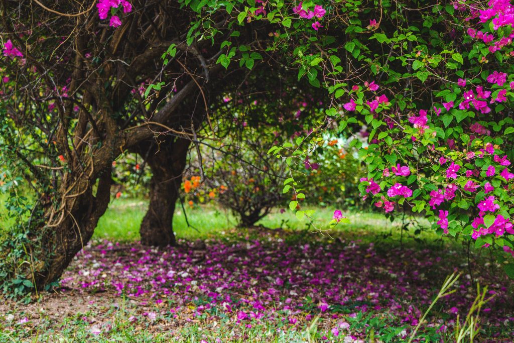 Bougainvillea in full bloom