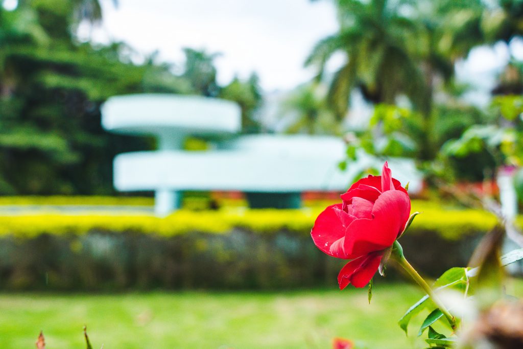 Roses beside a garden bench