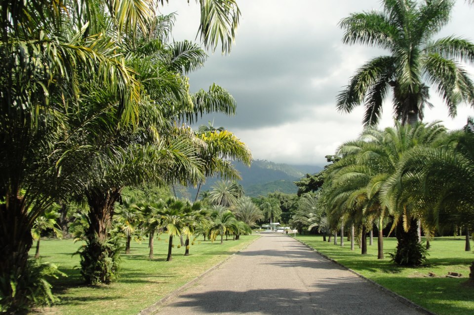Royal palm avenue at Hope Gardens