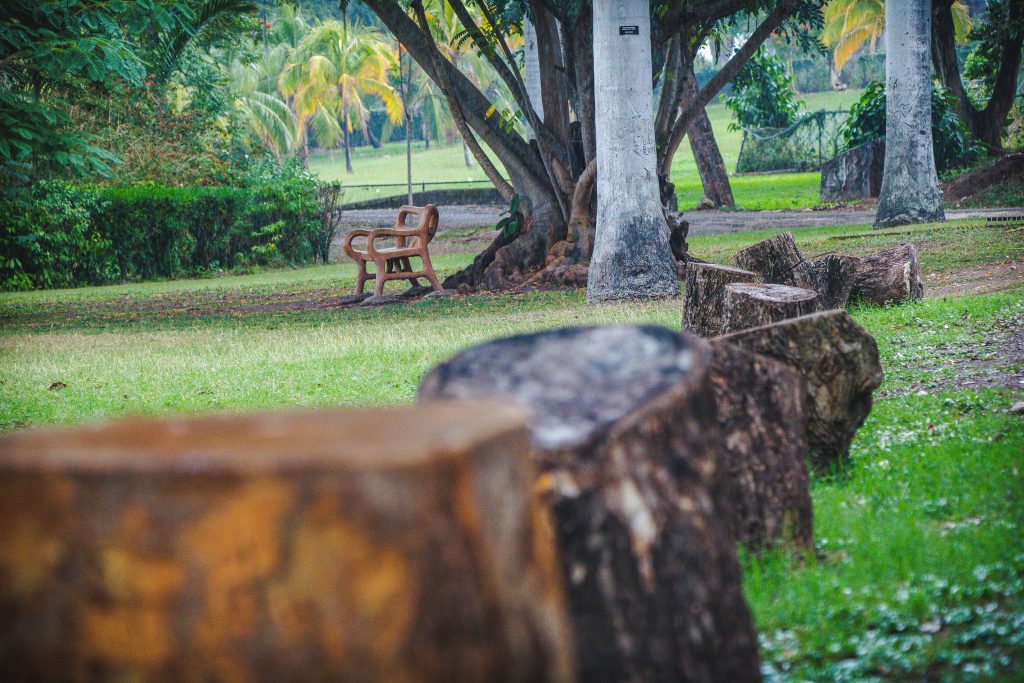 Shade and seating among old trees