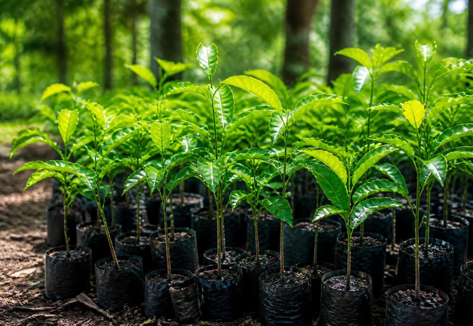 Reforestation & tree planting